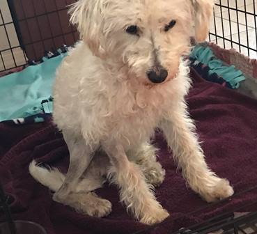 poodle boy